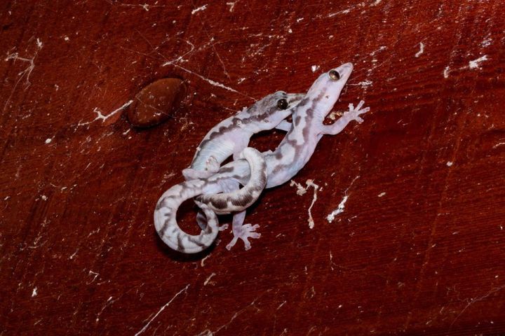 Robust velvet geckos mating688