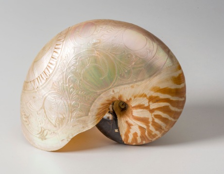 Nautilus shell (Nautilus macromphalus) carved with scene