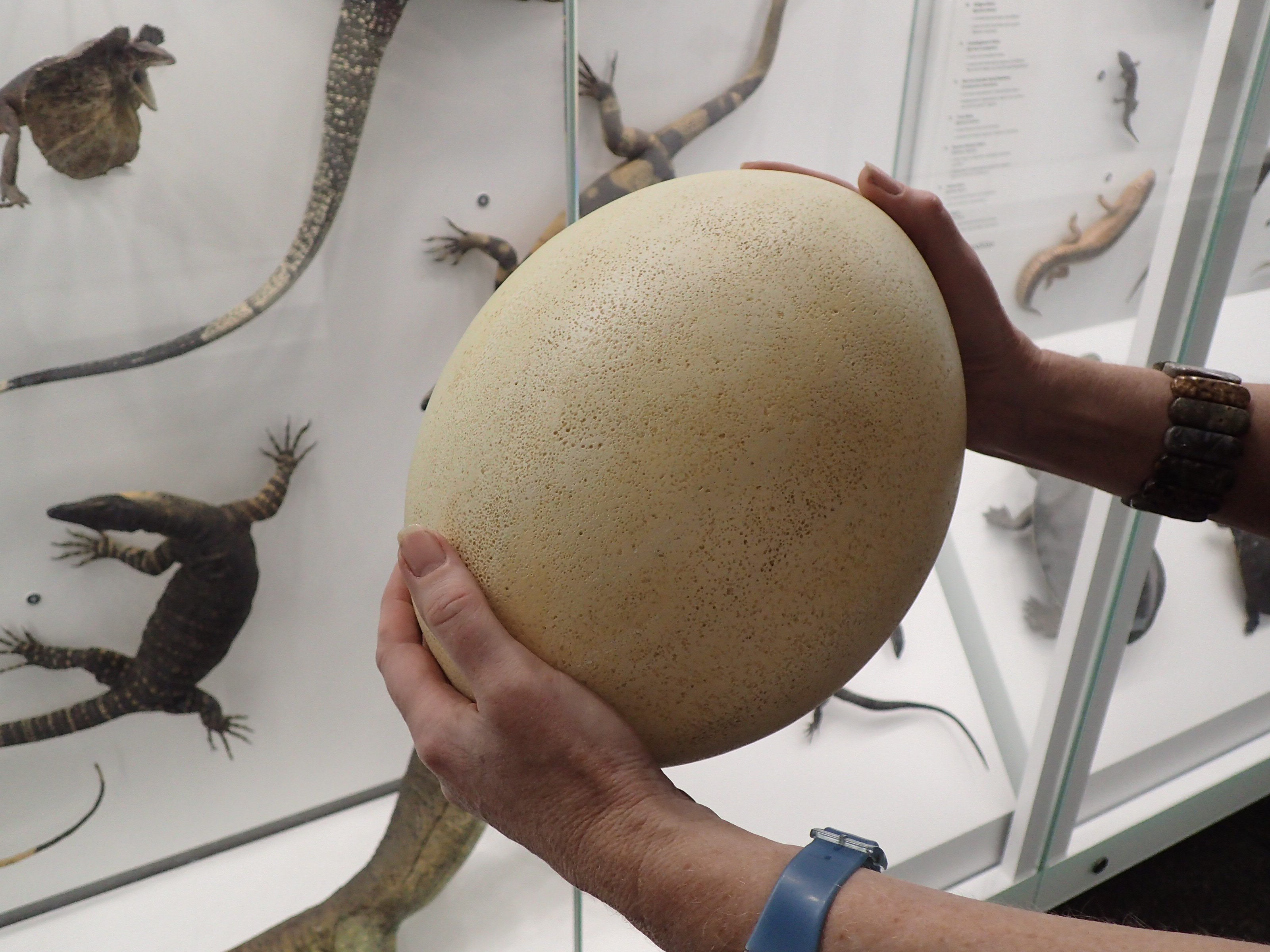 Mystery Object: What animal laid this enormous egg? – The