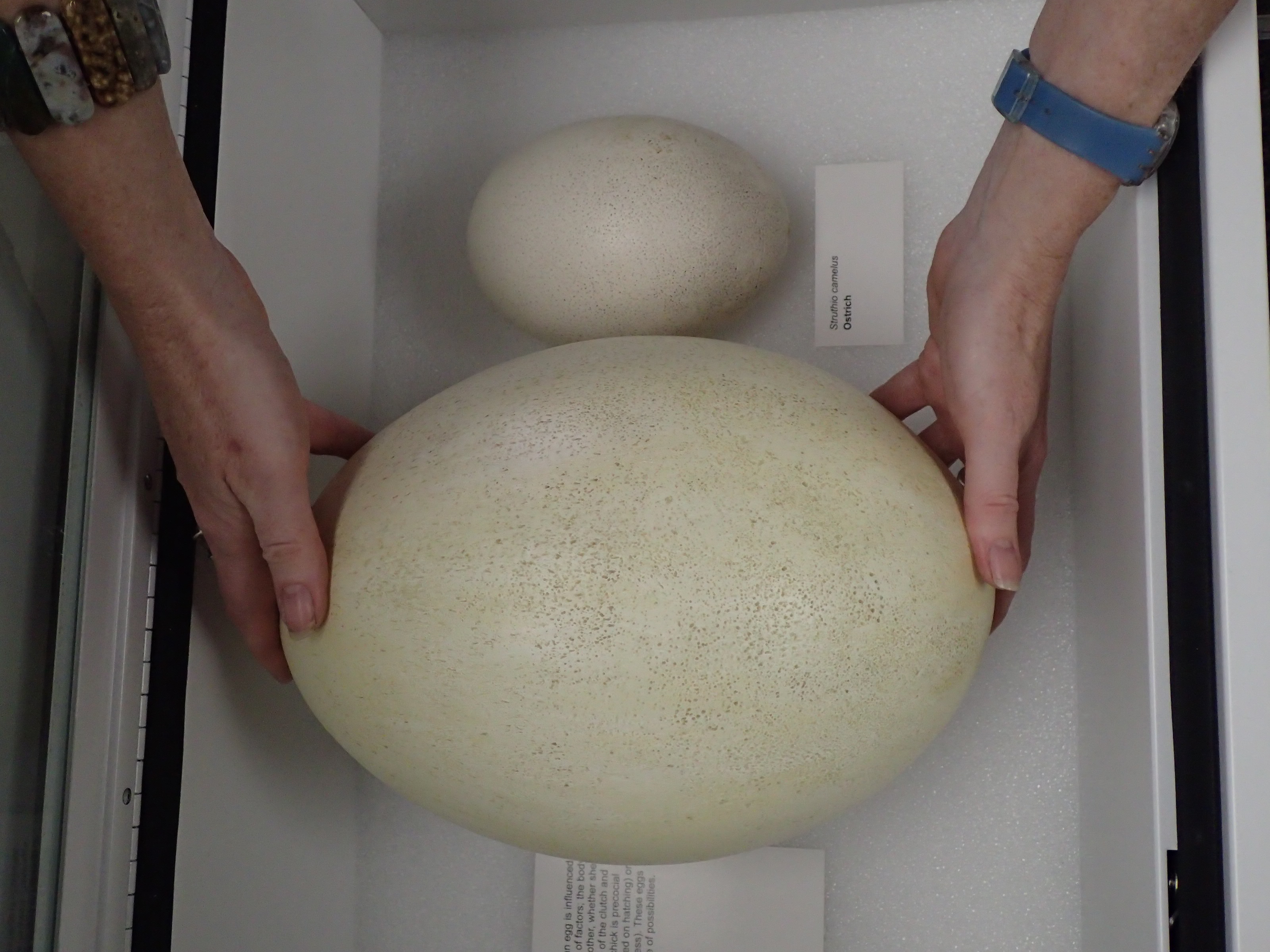 Mystery Object: What animal laid this enormous egg? – The